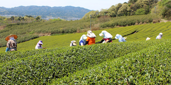In the Tsuchiyama tea region in Shiga Prefecture, the first picking of first-grade tea begins after the cherry blossoms fall at the end of April. Our supplier of tea allowed […]