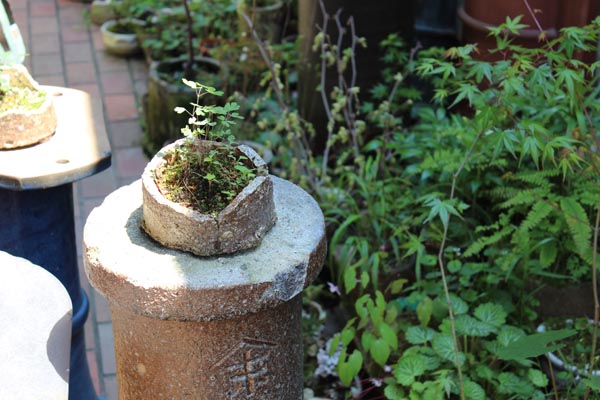 自然と調和する伊賀焼の植木鉢 | tablinnews