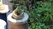 I went to Iga where is well known as one of the production centers of Japanese pottery. There are many kind of high-quality earthen pots known as “Donabe” and daily […]